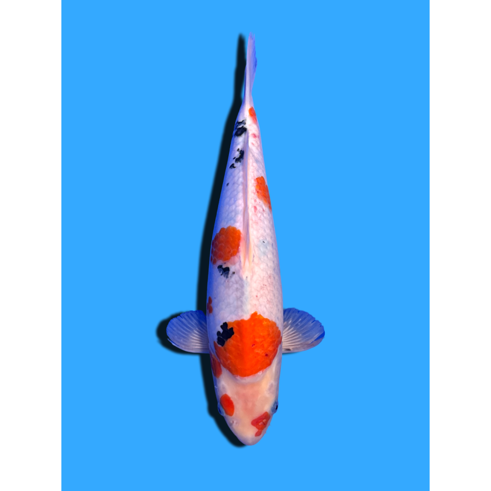 SANKE NISAI  SAKAI FISH FARM