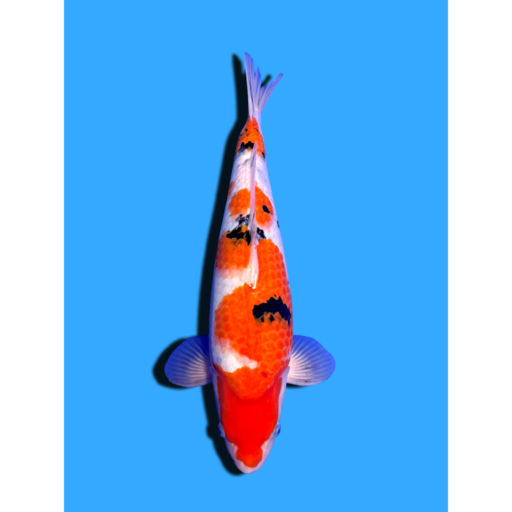 SANKE NISAI  SAKAI FISH FARM