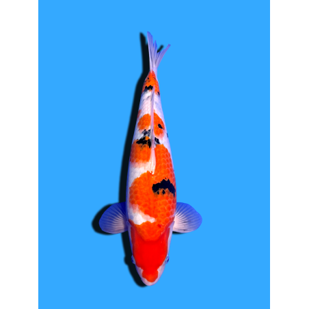 SANKE NISAI  SAKAI FISH FARM