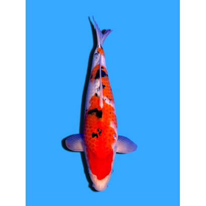 SANKE NISAI  SAKAI FISH FARM