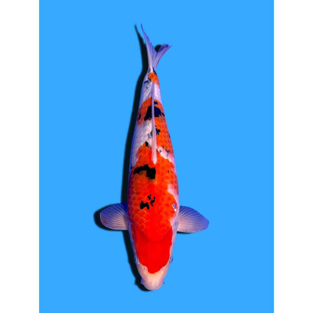 SANKE NISAI  SAKAI FISH FARM