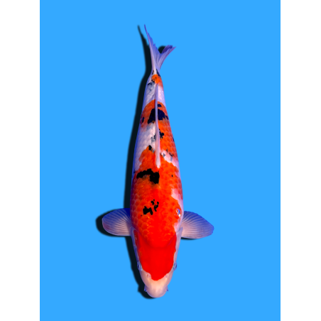 SANKE NISAI  SAKAI FISH FARM