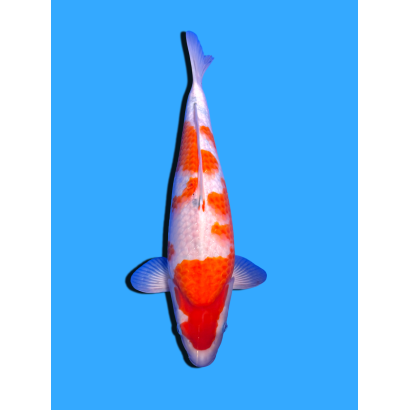 SANKE NISAI  SAKAI FISH FARM