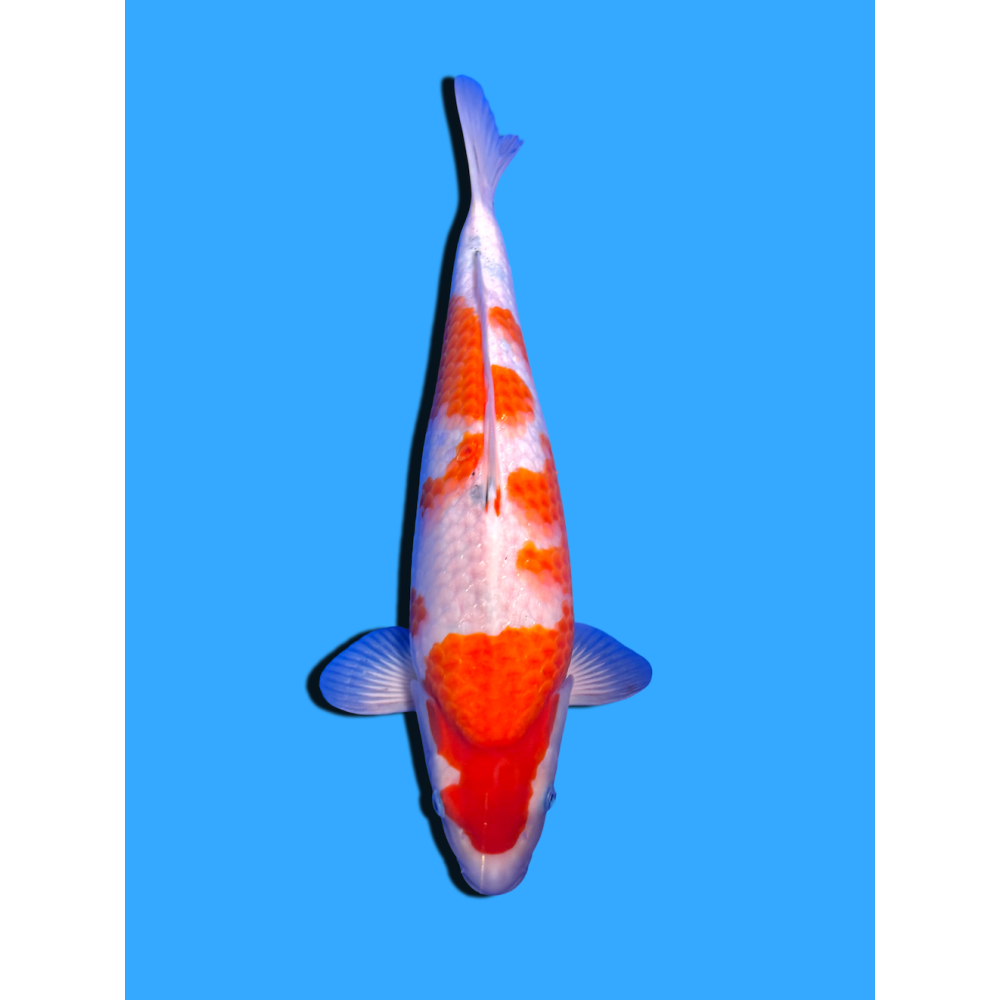 SANKE NISAI  SAKAI FISH FARM