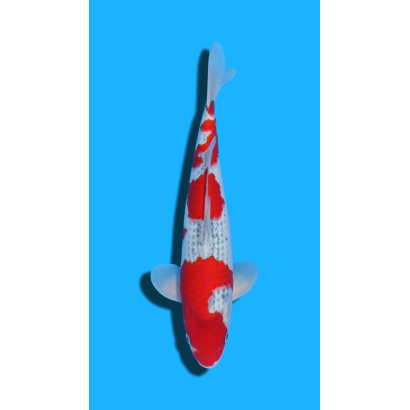 Goshiki nisai Kawakami KOI FARM