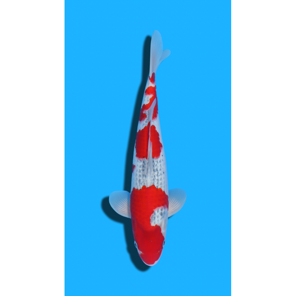 Goshiki nisai Kawakami KOI FARM