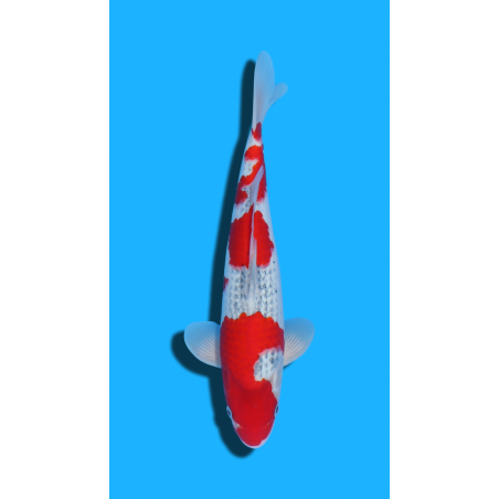 Goshiki nisai Kawakami KOI FARM