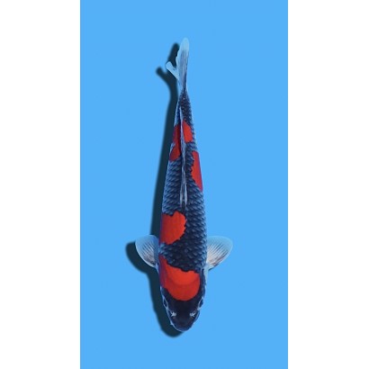Goshiki nisai Kawakami KOI FARM