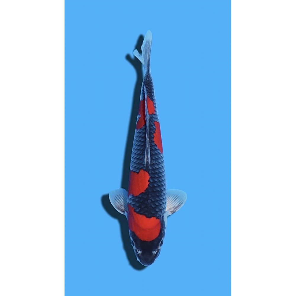 Goshiki nisai Kawakami KOI FARM