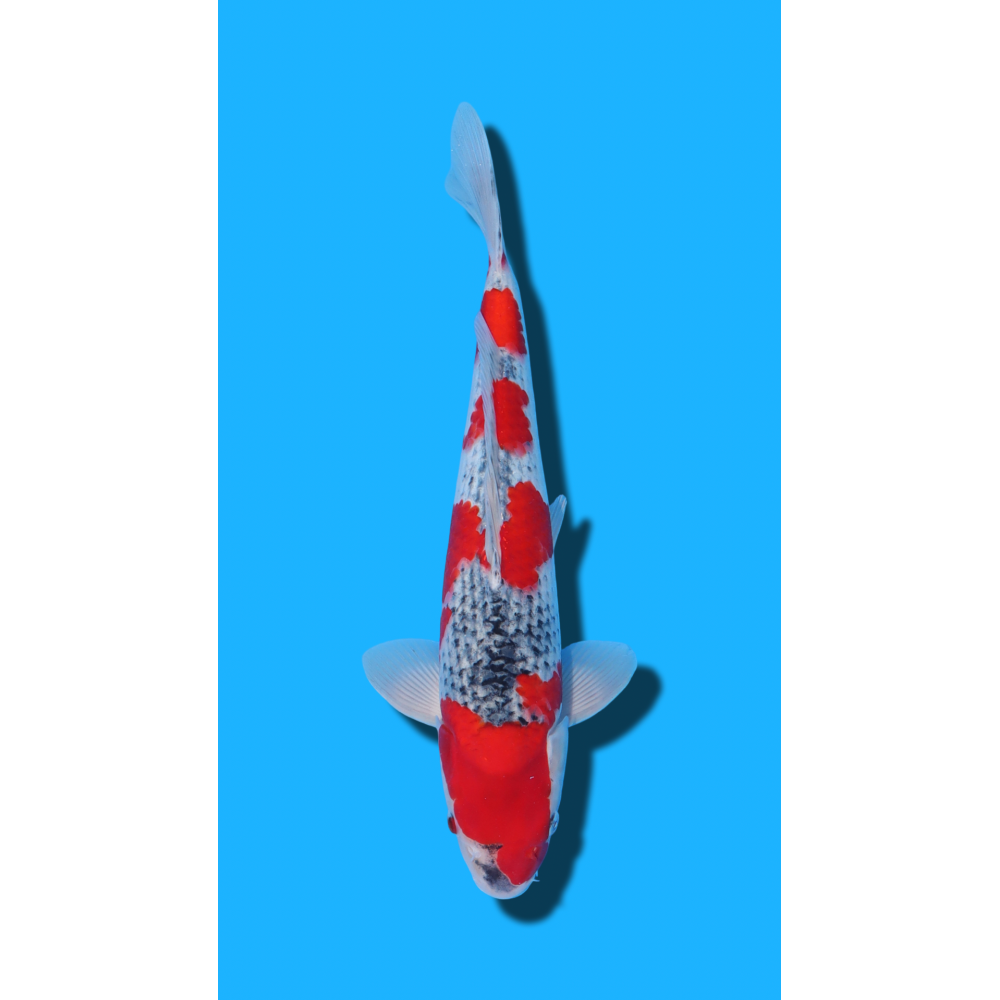 Goshiki nisai Kawakami KOI FARM
