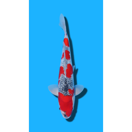 Goshiki nisai Kawakami KOI FARM