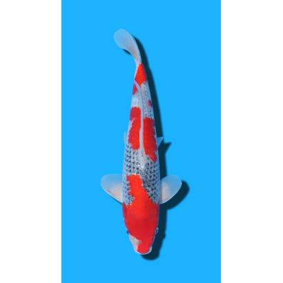 Goshiki nisai Kawakami KOI FARM
