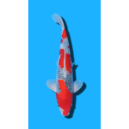 Goshiki nisai Kawakami KOI FARM
