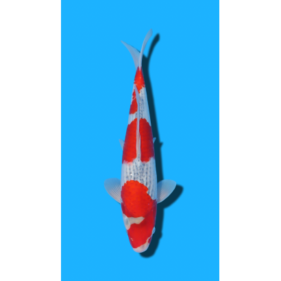 Goshiki nisai Kawakami KOI FARM