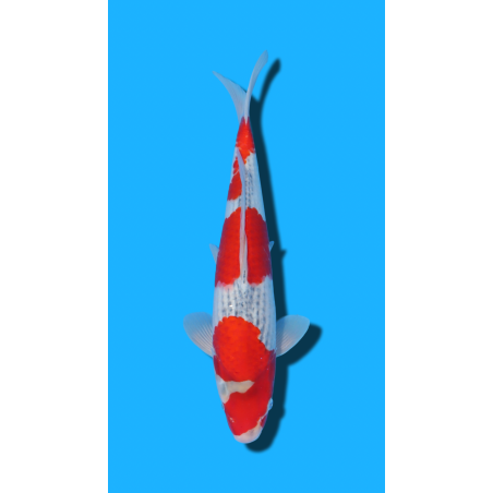 Goshiki nisai Kawakami KOI FARM