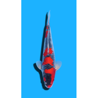 Goshiki nisai Kawakami KOI FARM