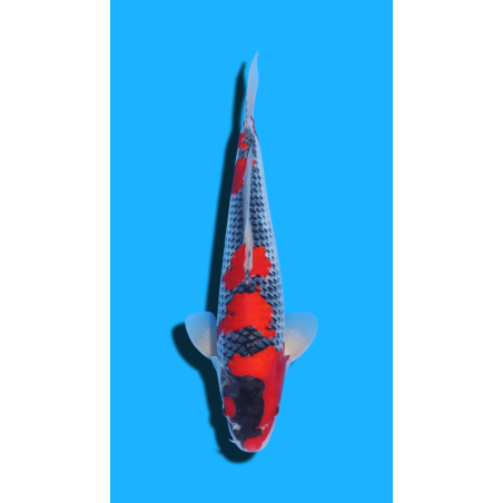 Goshiki nisai Kawakami KOI FARM