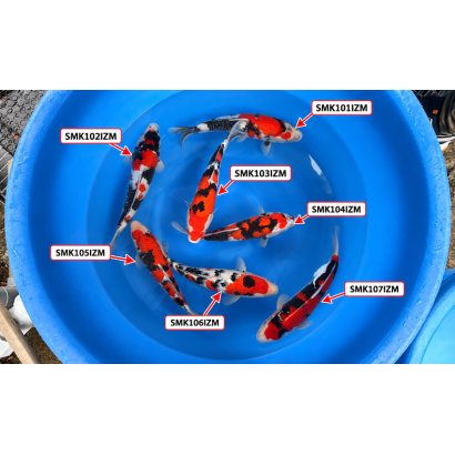 Sanke et Showa nisai Izumiya Koi Farm