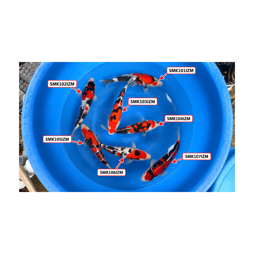 Sanke et Showa nisai Izumiya Koi Farm