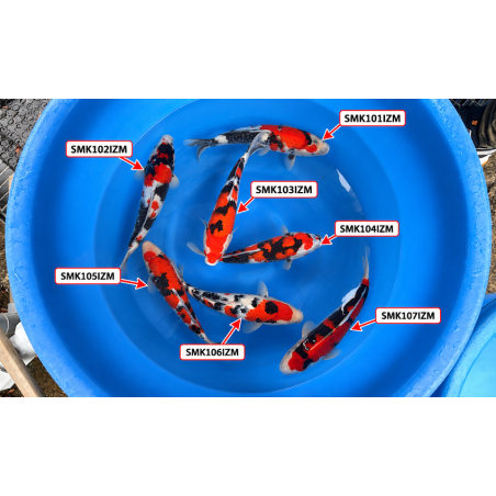Sanke et Showa nisai Izumiya Koi Farm