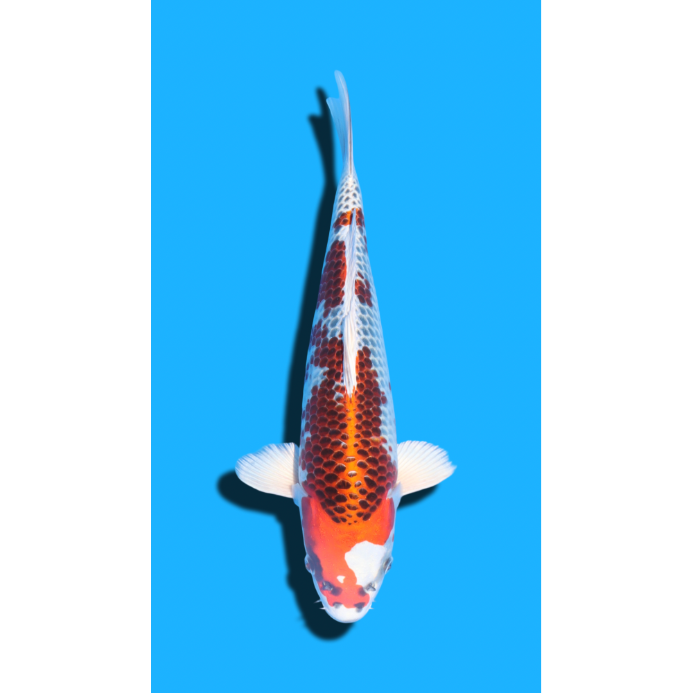 Kujaku Nisai Kaneko Koi Farm