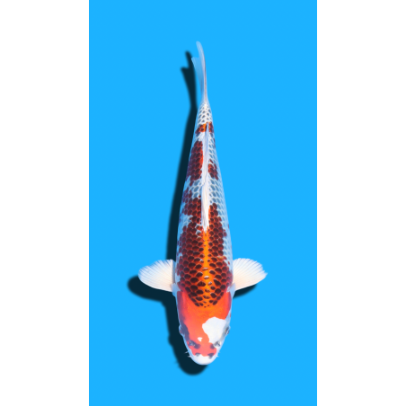Kujaku Nisai Kaneko Koi Farm