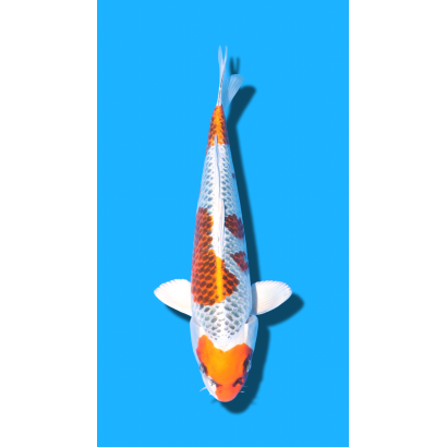 Kujaku Nisai Kaneko Koi Farm