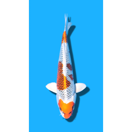 Kujaku Nisai Kaneko Koi Farm