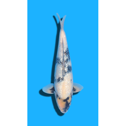 Ginrin Shiro Utsuri Nisai Kaneko Koi Farm