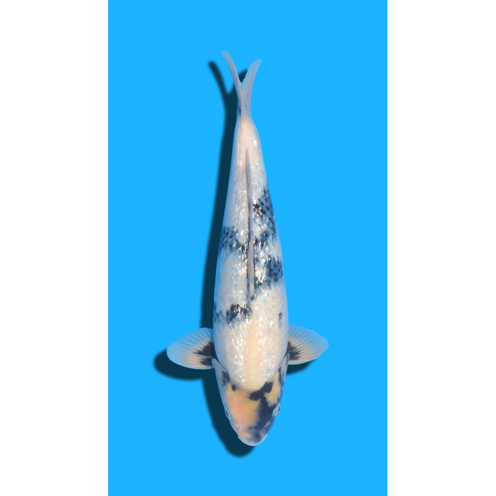 Ginrin Shiro Utsuri Nisai Kaneko Koi Farm