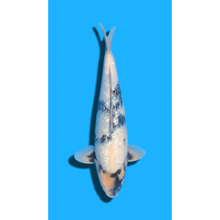 Ginrin Shiro Utsuri Nisai Kaneko Koi Farm