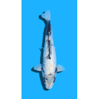 MATSU KAWABAKE Nisai Kaneko Koi Farm