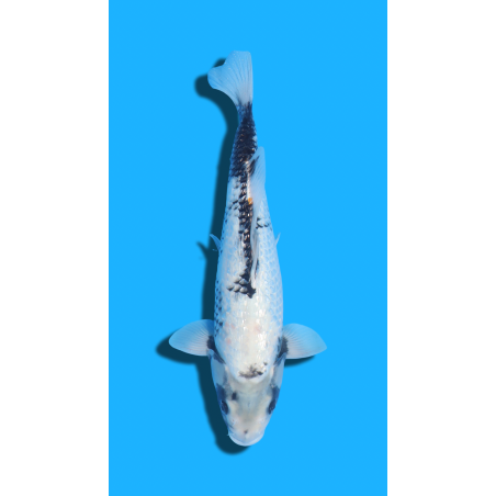 MATSU KAWABAKE Nisai Kaneko Koi Farm