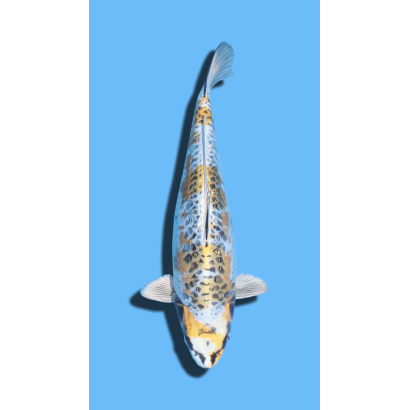 ARAGOKE KOGANE OCHIBA IKARASHI Koi Farm