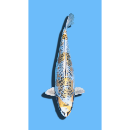 ARAGOKE KOGANE OCHIBA IKARASHI Koi Farm