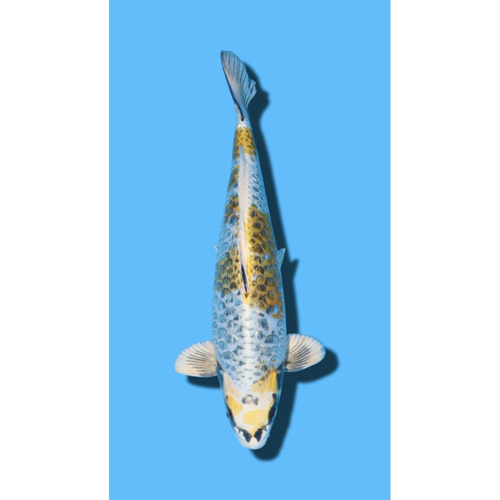 ARAGOKE KOGANE OCHIBA IKARASHI Koi Farm