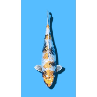 GINRIN KIN SHOWA IKARASHI Koi Farm