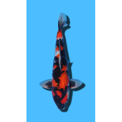 GINRIN SHOWA SHINODA Koi Farm