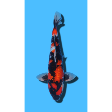 GINRIN SHOWA SHINODA Koi Farm