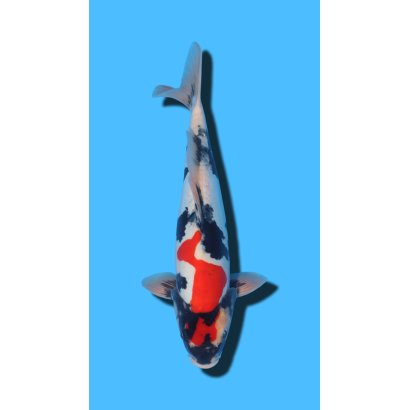 GINRIN SHOWA SHINODA Koi Farm