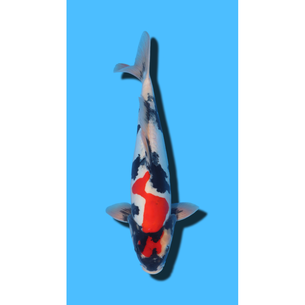 GINRIN SHOWA SHINODA Koi Farm