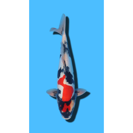 GINRIN SHOWA SHINODA Koi Farm