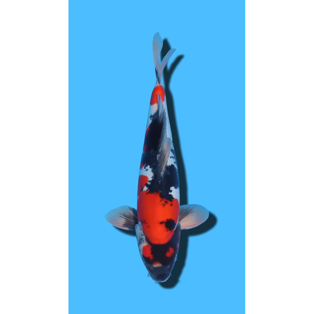 GINRIN SHOWA SHINODA Koi Farm