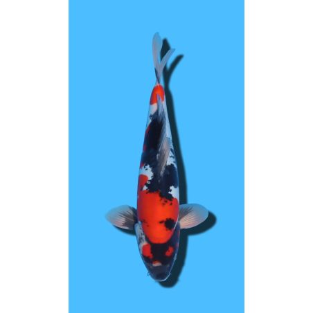 GINRIN SHOWA SHINODA Koi Farm