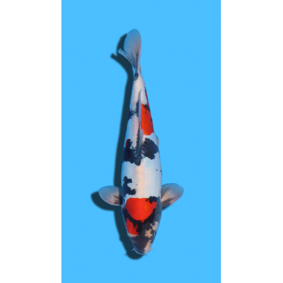 GINRIN SHOWA SHINODA Koi Farm