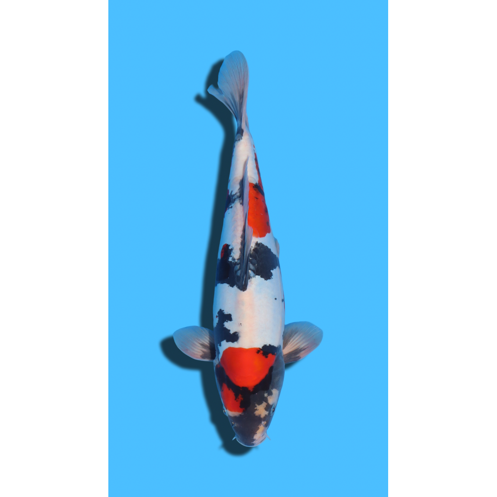 GINRIN SHOWA SHINODA Koi Farm