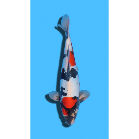 GINRIN SHOWA SHINODA Koi Farm
