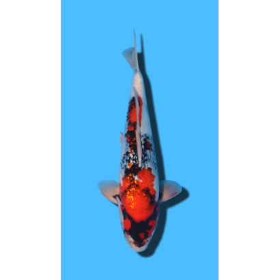 GINRIN SHOWA SHINODA Koi Farm