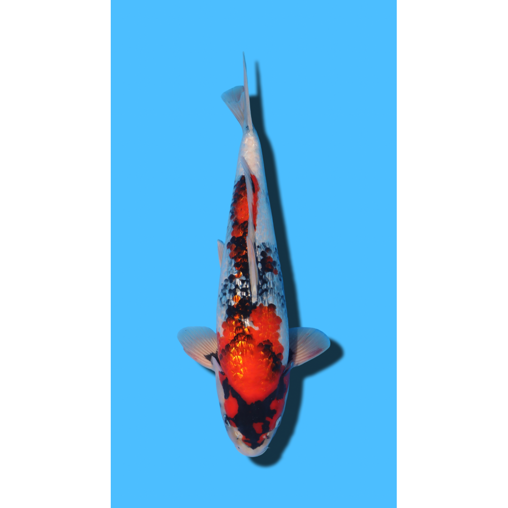 GINRIN SHOWA SHINODA Koi Farm