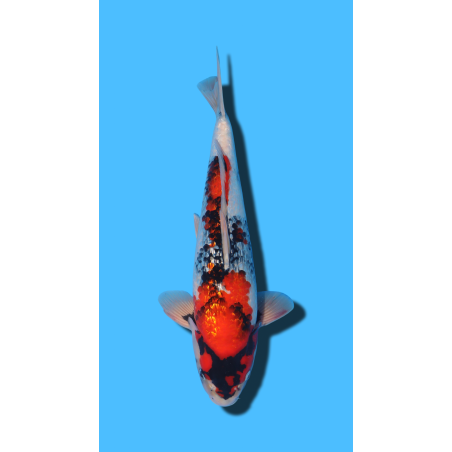GINRIN SHOWA SHINODA Koi Farm